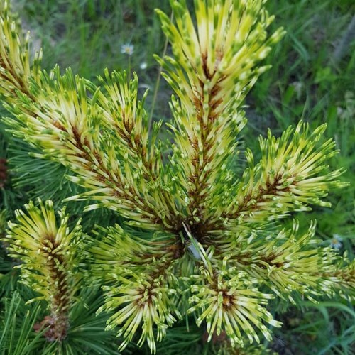 Pinus mugo 'Sunshine' - Mägimänd 'Sunshine' C2/2L